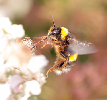 U.S. Department of Agriculture Funds GPS Tracking for Bees