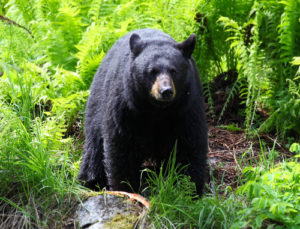 Blog - Yosemite Bears Get GPS Tracking Collars to Keep Yogi Away from Picnic Areas