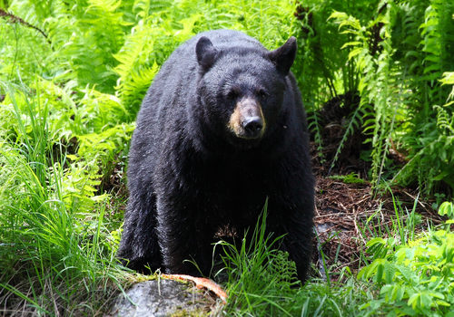 Yosemite Bears Get GPS Tracking Collars to Keep Yogi Away from Picnic Areas