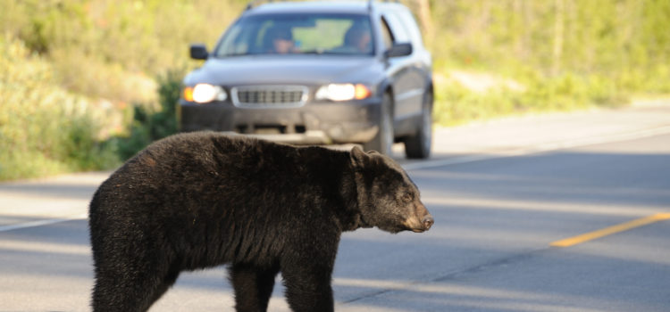 GPS Tracking Used To Track Nuisance Bears