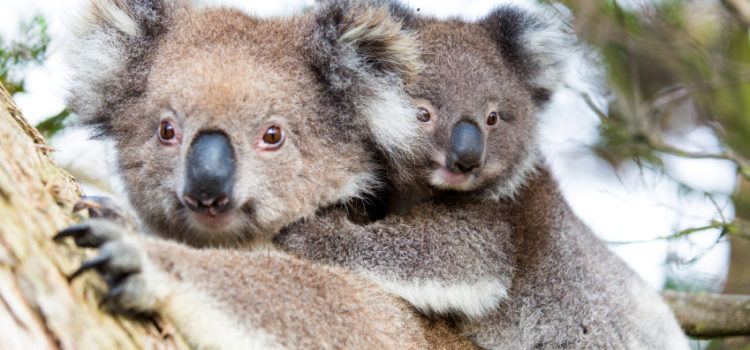 GPS Tracking Helps in Saving Australia’s Koala Bears