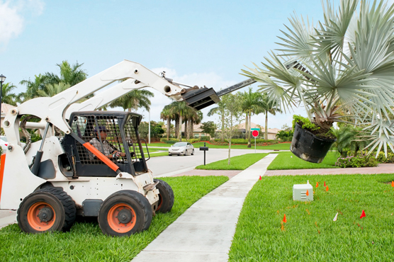 Landscaping heavy equipment skid steer transporting a palm tree
