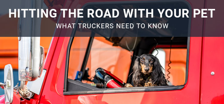 Hitting the Road with Your Pet