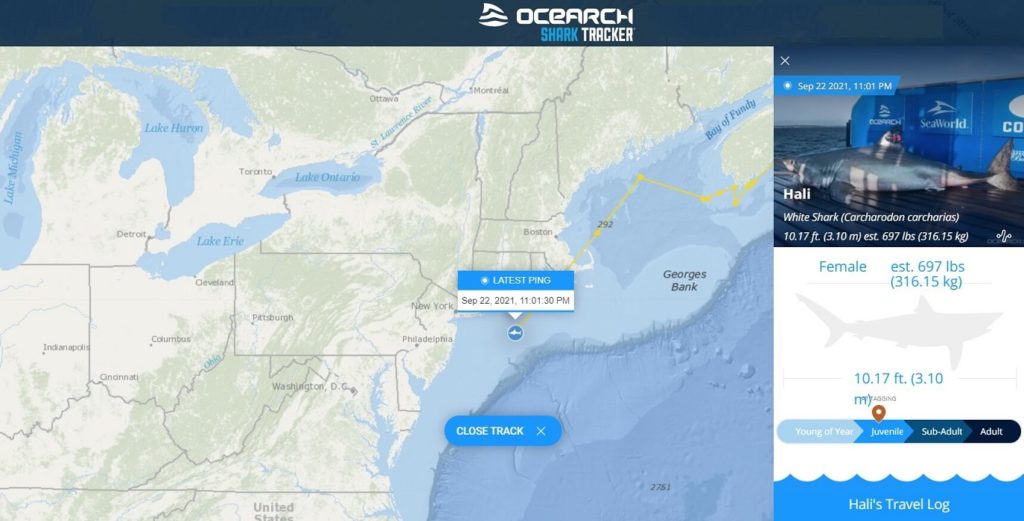 Shark-tracker-details